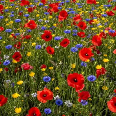 Imagen PNG para descargar